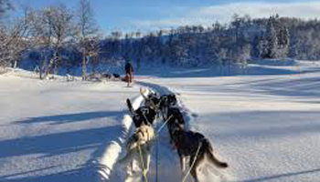 Dog Sledding Dog Sledding